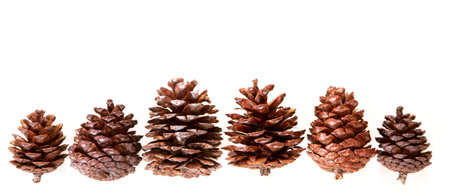 Pine cones on white backgroundの写真素材