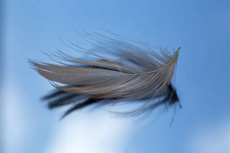 Single feather on blue glass backgroundの写真素材