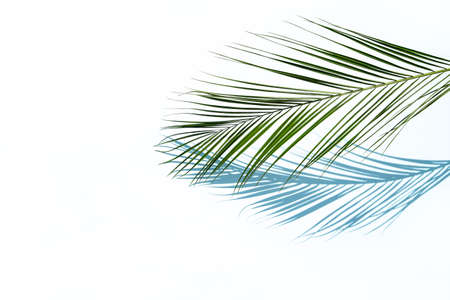 Palm leaf with a shadow