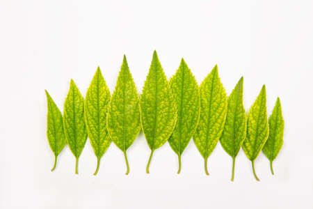 Green leaves on white background - nature concept