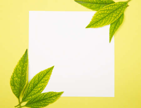 Paper note with green leaves - nature conceptの写真素材