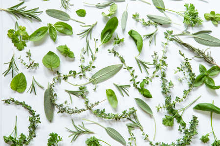 Various herbs on white backgroundの写真素材