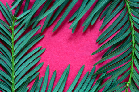 New Yaer and Christmas concept with fir leaf and copy spaceの写真素材