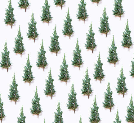 Green cypress pattern on white backgroundの写真素材