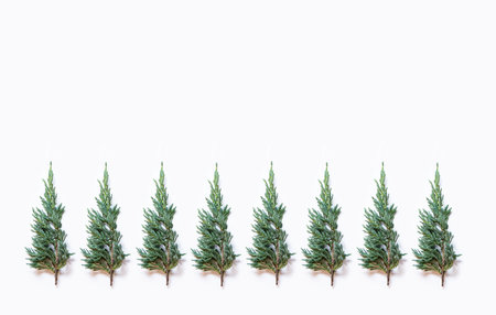 Green cypress pattern on white backgroundの写真素材
