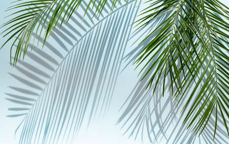 Palm leaves on blue background in sunlightの写真素材