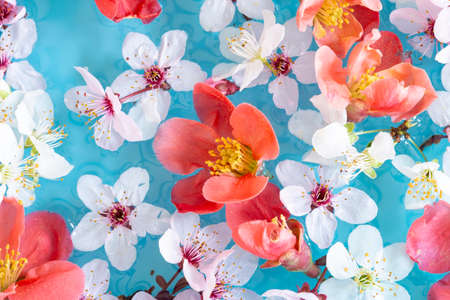 Spring floral copmosition on blue backgroundの写真素材