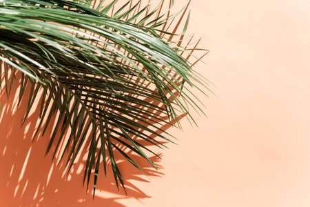 Palm leaves over pink background on bright lightの写真素材