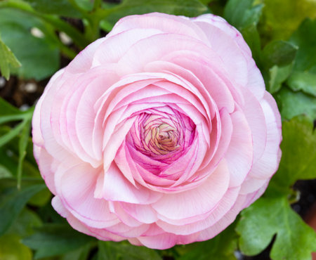 Pink rose in the garden