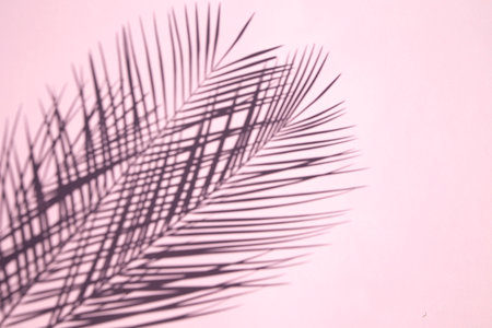Palm Leaf shadow on pink backgroundの写真素材