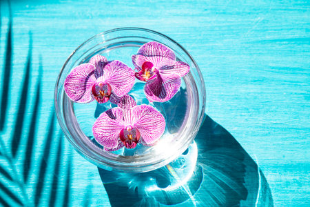 Pink orchids in the waterの写真素材