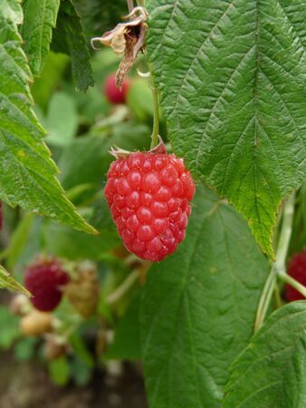 Red raspberries