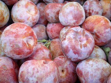 Fresh Plumsの写真素材