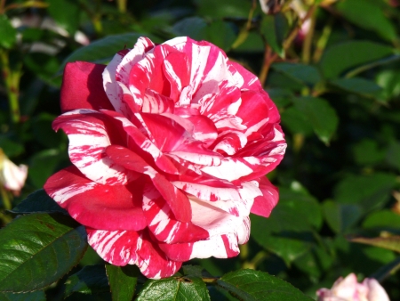 Roseの写真素材