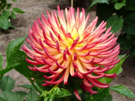 Dahliaの写真素材