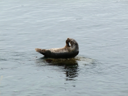Seal resting on a rockの写真素材
