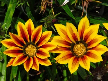 Two bright colored gazania flowersの写真素材