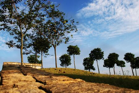 Trees on Slopeの写真素材