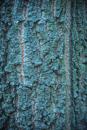 Dirty wood texture used for design and backgroundsの写真素材