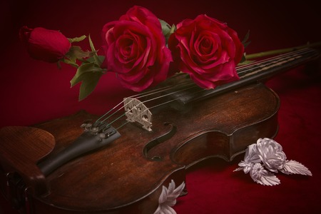 Romance and valentines day concept: old antique violin with lush red roses, on a dark red backgroundの写真素材