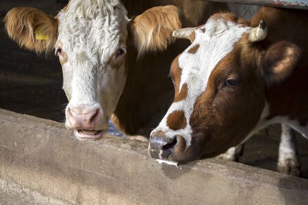 Herd of cows in a barn grazing the grass, eating their foodの写真素材