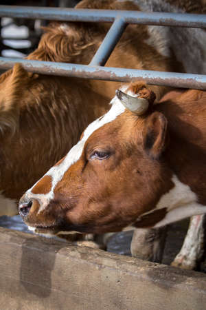 Single cow in a barn grazing hay or drinking water, enjoying its mealの写真素材