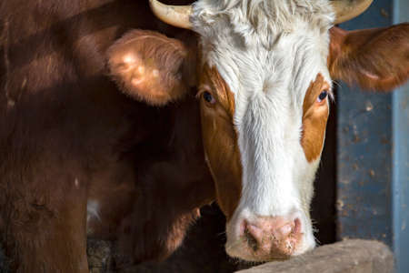 Single cow in a barn grazing hay or drinking water, enjoying its mealの写真素材