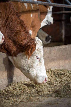 Single cow in a barn grazing hay or drinking water, enjoying its mealの写真素材