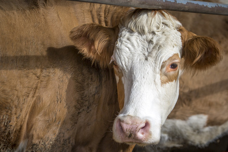 Single cow in a barn grazing hay or drinking water, enjoying its mealの写真素材