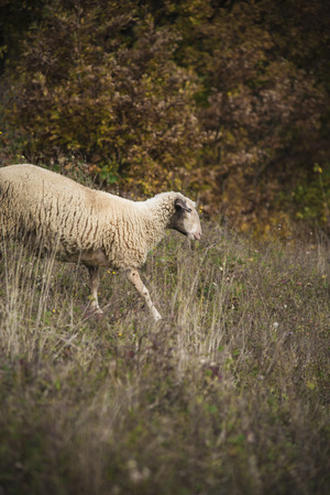 Herd of sheep grazing grass in the open meadow, grass field, enjoying a sunny dayの写真素材