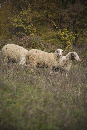 Herd of sheep grazing grass in the open meadow, grass field, enjoying a sunny dayの写真素材