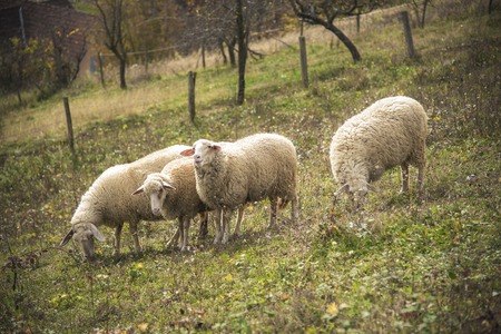 Herd of sheep grazing grass in the open meadow, grass field, enjoying a sunny dayの写真素材