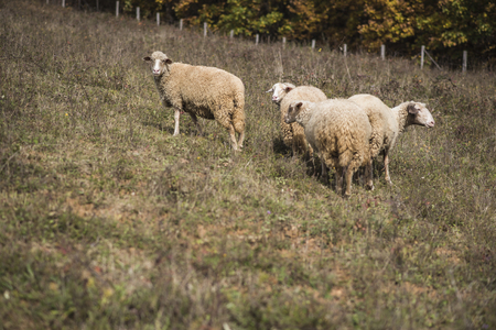 Herd of sheep grazing grass in the open meadow, grass field, enjoying a sunny dayの写真素材