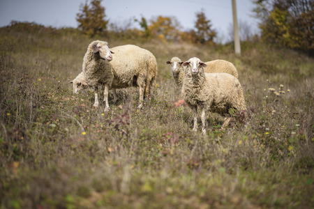 Herd of sheep grazing grass in the open meadow, grass field, enjoying a sunny dayの写真素材