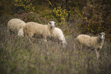 Herd of sheep grazing grass in the open meadow, grass field, enjoying a sunny dayの写真素材