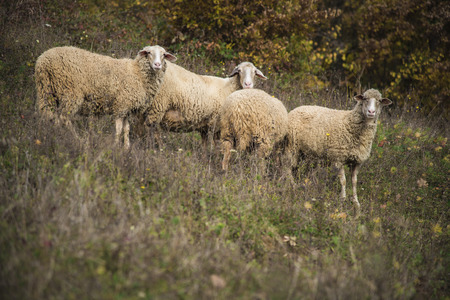 Herd of sheep grazing grass in the open meadow, grass field, enjoying a sunny dayの写真素材