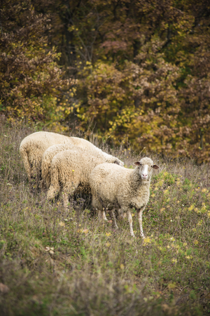 Herd of sheep grazing grass in the open meadow, grass field, enjoying a sunny dayの写真素材