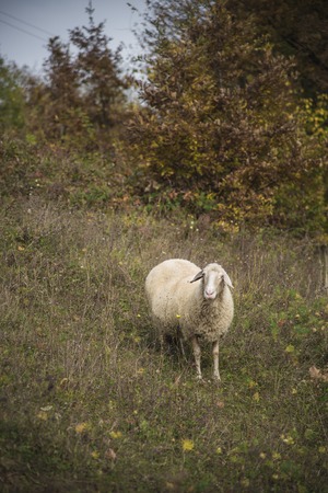 Herd of sheep grazing grass in the open meadow, grass field, enjoying a sunny dayの写真素材