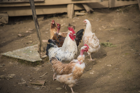 Cock and hen, chickens walking in coop, or hen houseの写真素材