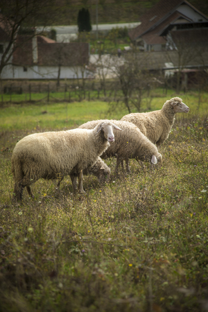 Herd of sheep grazing grass in the open meadow, grass field, enjoying a sunny dayの写真素材