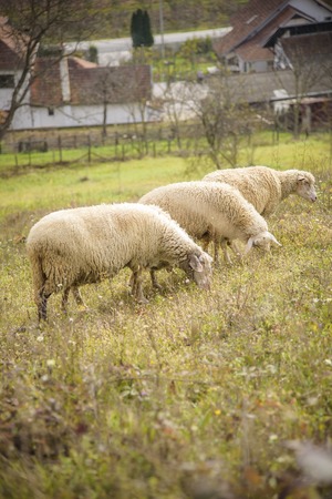 Herd of sheep grazing grass in the open meadow, grass field, enjoying a sunny dayの写真素材