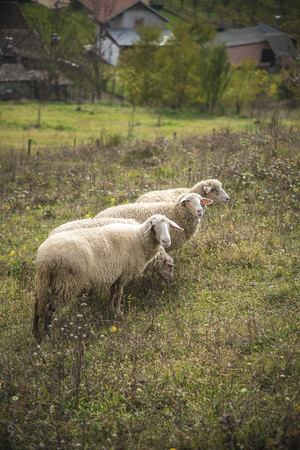 Herd of sheep grazing grass in the open meadow, grass field, enjoying a sunny dayの写真素材