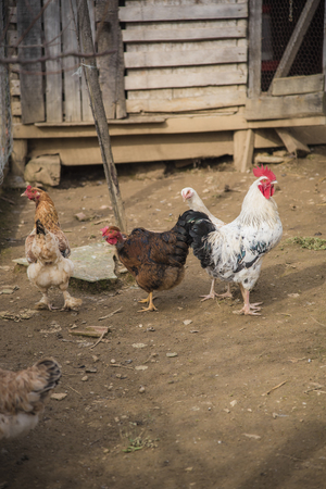 Cock and hen, chickens walking in coop, or hen houseの写真素材