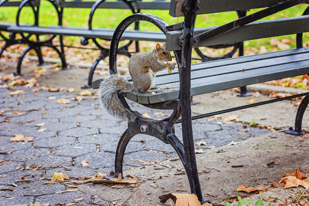 Little brown squirrel running around the parkの写真素材