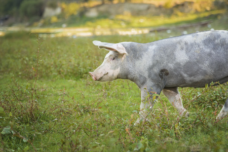 Little pig running through a grassy field and grazing the grassの写真素材