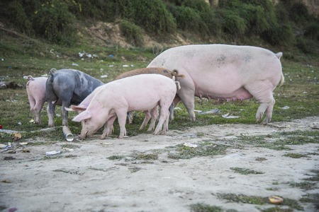 Small pigs and their mother running in the grassy field and grazing grassの写真素材