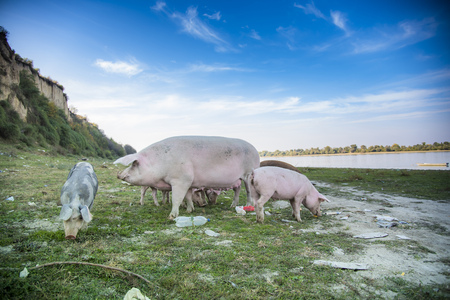 Small pigs and their mother running in the grassy field and grazing grassの写真素材