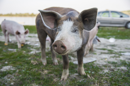Little pig running through a grassy field and grazing the grassの写真素材