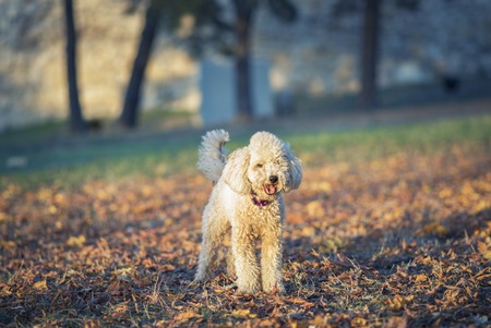 Cute little miniature poodle, cream white color, enjoying the day out in the park, lit by golden sunset lightの写真素材