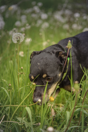 Cute little black puppy smelling the tall grass, covered with white dandelion blow leavesの写真素材